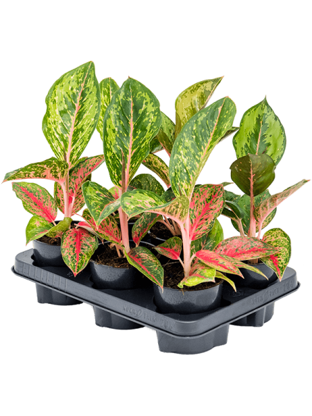 Аглаонема 'Paradise Red' 6/tray  H30×W20 D12×9 см 