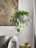 Филодендрон Scandens 150-180  H80×W40 D28×17 см 