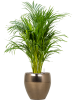 Дипсис Арекa Желтоватый  H100×W45 D21×19 см 