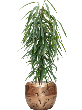 Фикус Биннендейка 'Alii'  H100×W40 D21×19 см 
