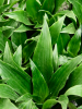 Драцена Fragrans 'Janet Craig' 12/tray  H12×W12 D6×5 см 