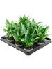 Драцена Fragrans 'Janet Craig' 12/tray  H12×W12 D6×5 см 
