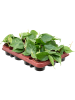 Филодендрон Scandens 12/tray  H12×W15 D9×7 см 