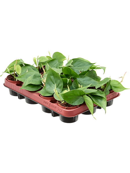 Филодендрон Scandens 12/tray  H12×W15 D9×7 см 