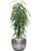 Фикус Биннендейка 'Alii'  H100×W40 D21×19 см 