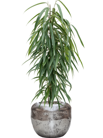 Фикус Биннендейка 'Alii'  H100×W40 D21×19 см 