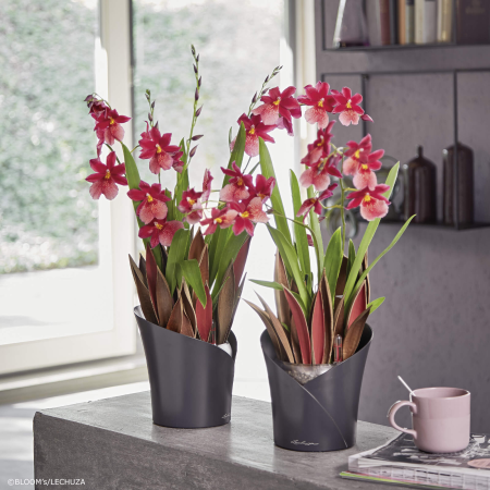 ORCHIDEA