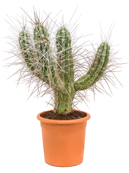 Стетсония Coryne  H90×W45 D25×22 см 
