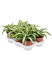 Драцена Fragrans 'Malaika' 6/tray  H20×W20 D12×10 см 