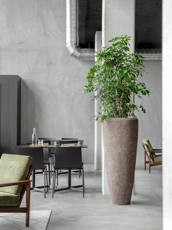Шеффлера Arboricola 'Compacta'  H130×W90 D34×30 см 