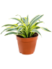 Драцена Fragrans 'Surprise' 8/tray  H25×W20 D12×10 см 