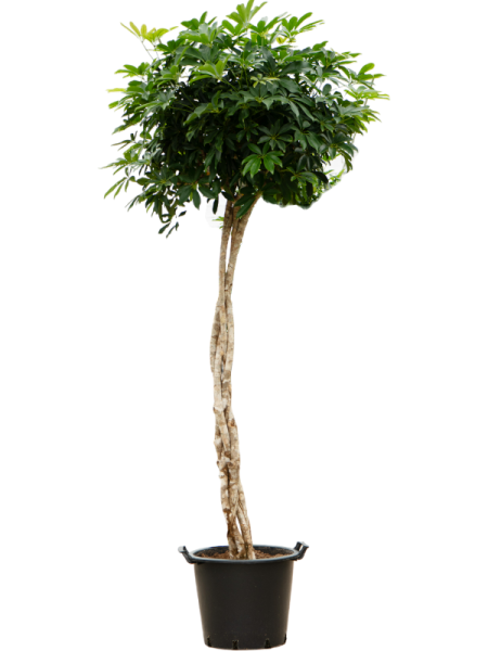 Шеффлера Arboricola 'Compacta'  H220×W85 D45×37 см 