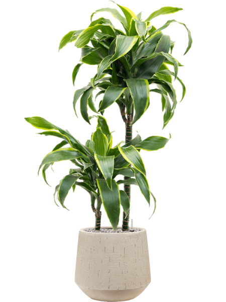 Драцена Fragrans 'Dorado'  H80×W25 D19×18 см 