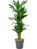 Драцена Fragrans 'Burundii'  H100×W50 D21×20 см 