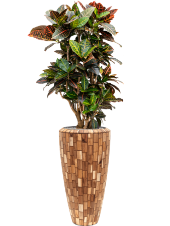 Кротон Пёстролистный Кодиеум 'Petra' 90-110  H110×W50 D27×25 см 