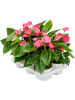 Антуриум Андрея 'Pink Champion' 6/tray  H40×W30 D12×10 см 