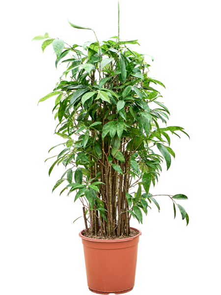 Драцена Surculosa 90-120  H90×W50 D24×23 см 