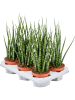 Сансевиерия Cylindrica 'Fernwood Mikado' 6/tray  H40×W20 D12×9 см 