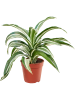 Драцена Fragrans 'Jade Jewel' 8/tray  H25×W25 D12×10 см 