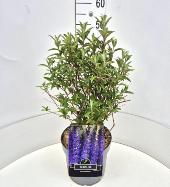 Buddleja Davidii 'Empire Blue'  H80 D29 см 