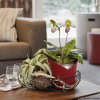 ORCHIDEA