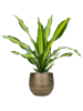 Драцена Fragrans 'Burley'  H80×W50 D24×23 см 