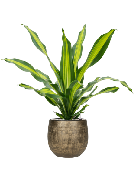 Драцена Fragrans 'Burley'  H80×W50 D24×23 см 