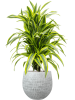 Драцена Fragrans 'Lemon Lime'  H90×W40 D24×23 см 