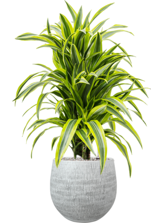 Драцена Fragrans 'Lemon Lime'  H90×W40 D24×23 см 