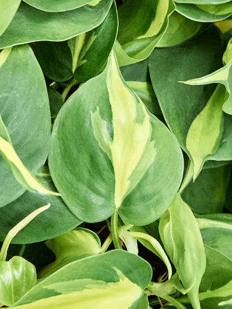 Филодендрон Scandens 'Brasil' 12/tray  H20×W15 D9×7 см 