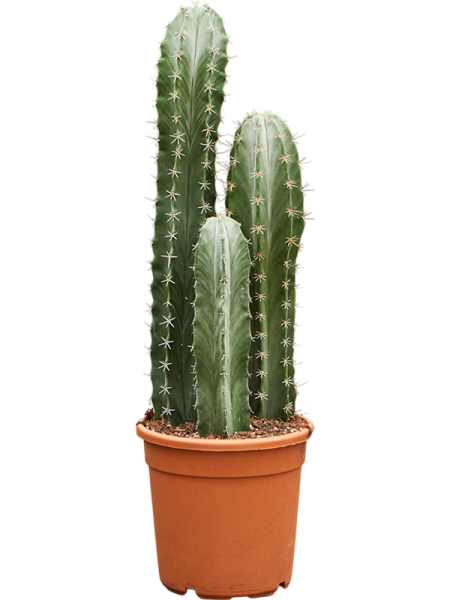 Стеноцереус Pruinosus  H100×W30 D30×28 см 