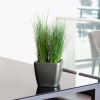 QUADRO LS