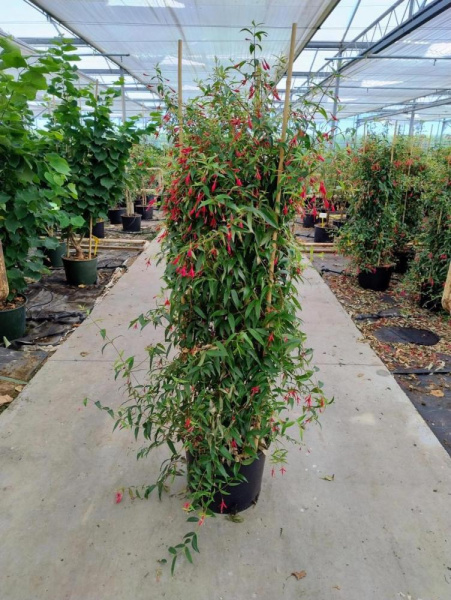 Fuchsia Hatschbachii  H175 D40 см 