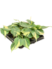 Филодендрон Scandens 'Brasil' 12/tray  H12×W10 D6×5 см 
