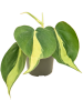 Филодендрон Scandens 'Brasil' 12/tray  H12×W10 D6×5 см 
