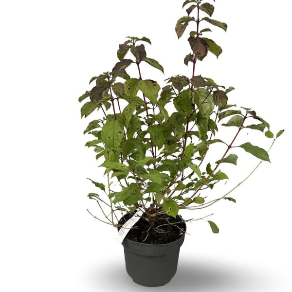 Cornus Кроваво-красный 'Midwinter Fire'  H60 D21 см 