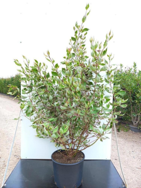 Cornus Alba 'Miracle'  H200 D40 см 