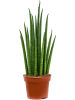 Сансевиерия Cylindrica 'Mikado' 6/tray  H40×W15 D12×9 см 