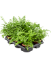 Асплениум Двухформный 'Parvati' 6/tray  H25×W30 D12×10 см 