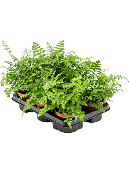 Асплениум Двухформный 'Parvati' 6/tray  H25×W30 D12×10 см 