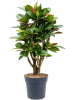 Кротон Пёстролистный Кодиеум 'Petra' 90-110  H110×W50 D27×25 см 