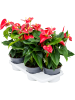Антуриум Андрея 'Sierra'4/tray  H55×W35 D17×14 см 