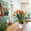 ORCHIDEA