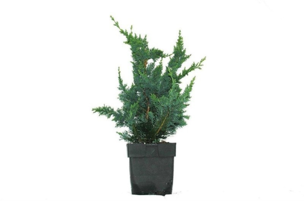 Хамейципарис Lawsoniana 'Wisselii'  H60 D17 см 