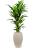 Кентия Howea Форстериана  H150×W60 D27×26 см 