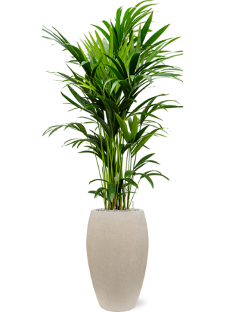 Кентия Howea Форстериана  H150×W60 D27×26 см 