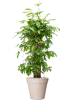 Драцена Surculosa 90-120  H90×W50 D24×23 см 