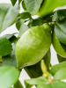 Цитрус Lemon  H160×W70 D38×37 см 