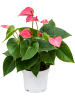Антуриум Андрея 'Pink Champion' 6/tray  H40×W30 D12×10 см 