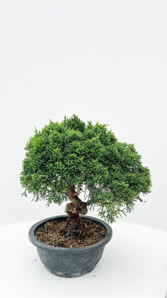 Можжевельник Китайский  H35 D20 см 